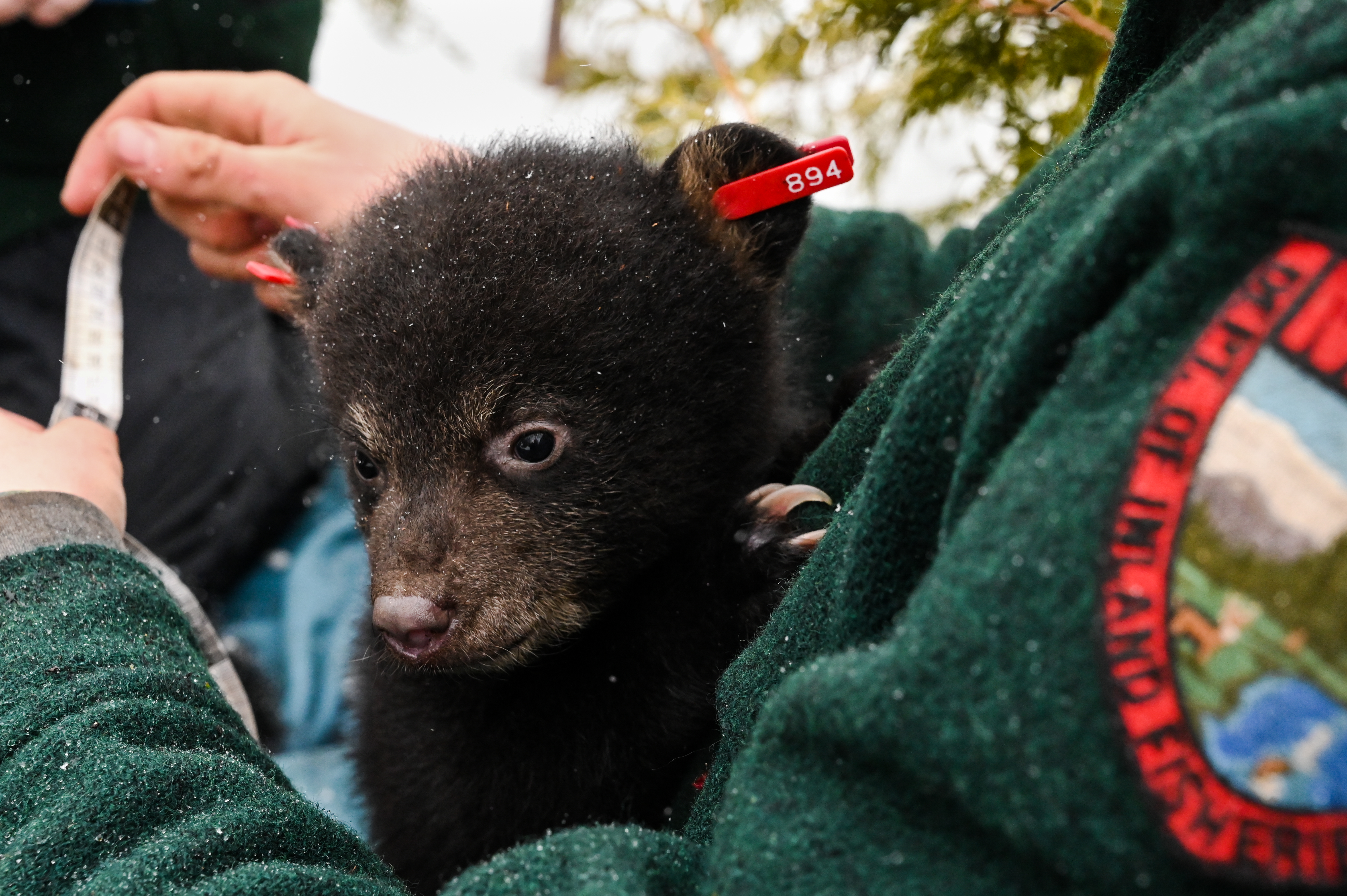 MDIFW Biologist taking measurements on a black bear cub