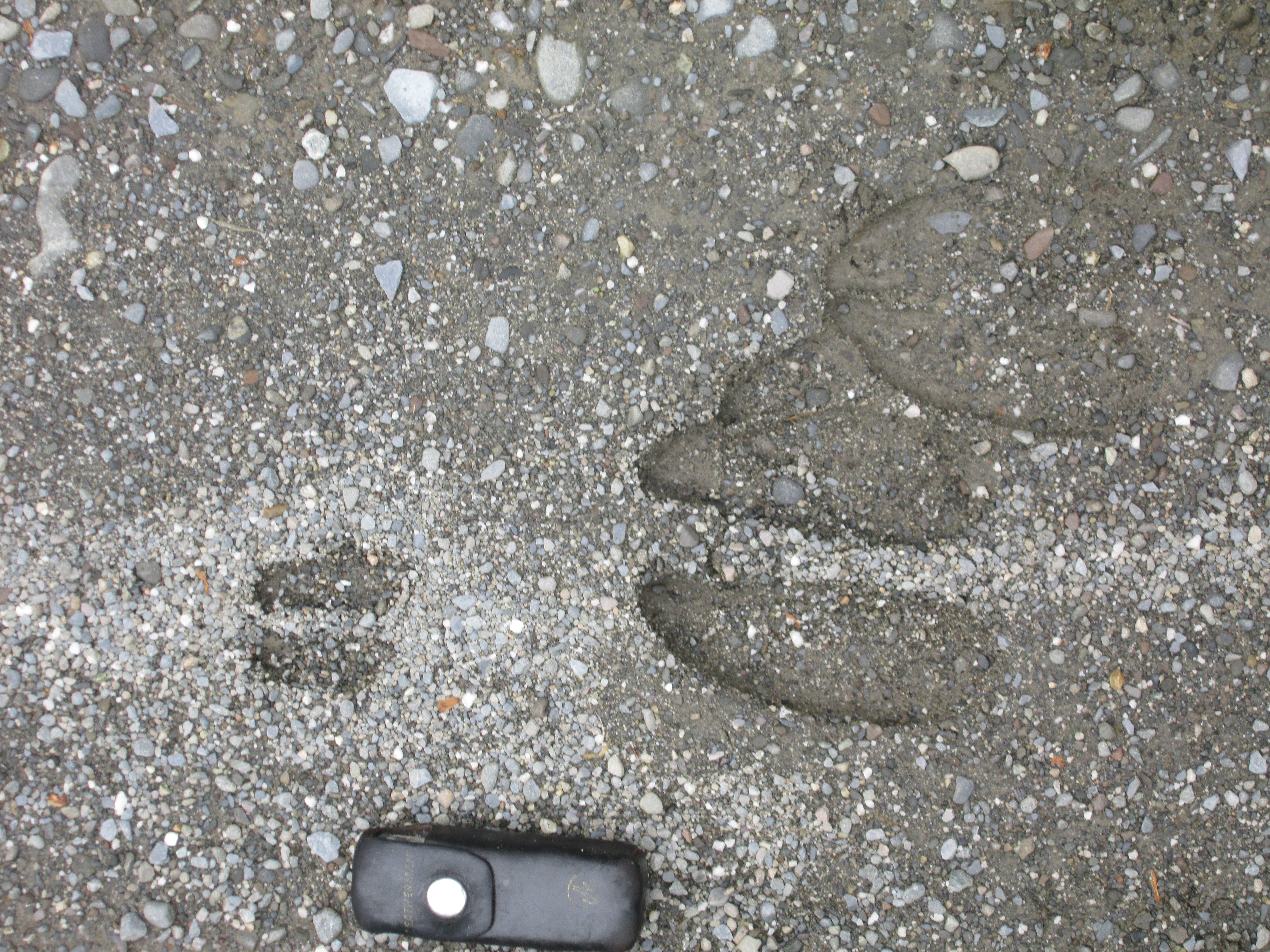 Imprint of moose hooves in a gravel road with a small pocket knife on the ground for size comparison.  Large and heart shaped with a gap in middle and slightly pointed but curved front points. Small calf print is in front of the adult print. 