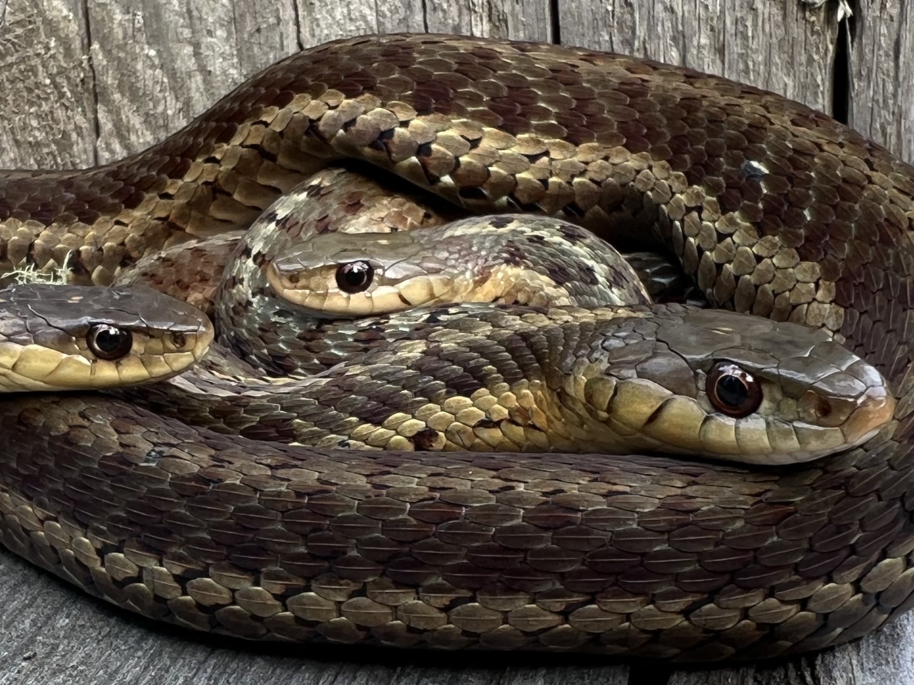 A group of garter snakes coiled together