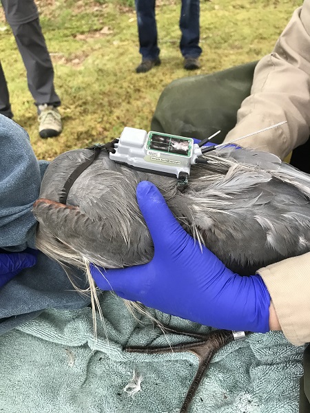 Great blue heron with GPS transmitter on its back.