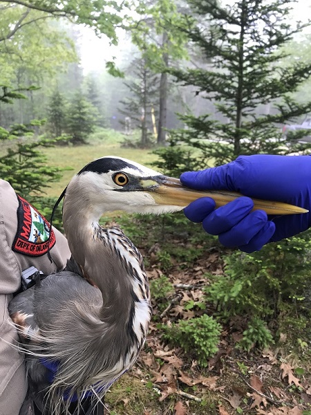 Great blue heron in arms of a biologist during banding.