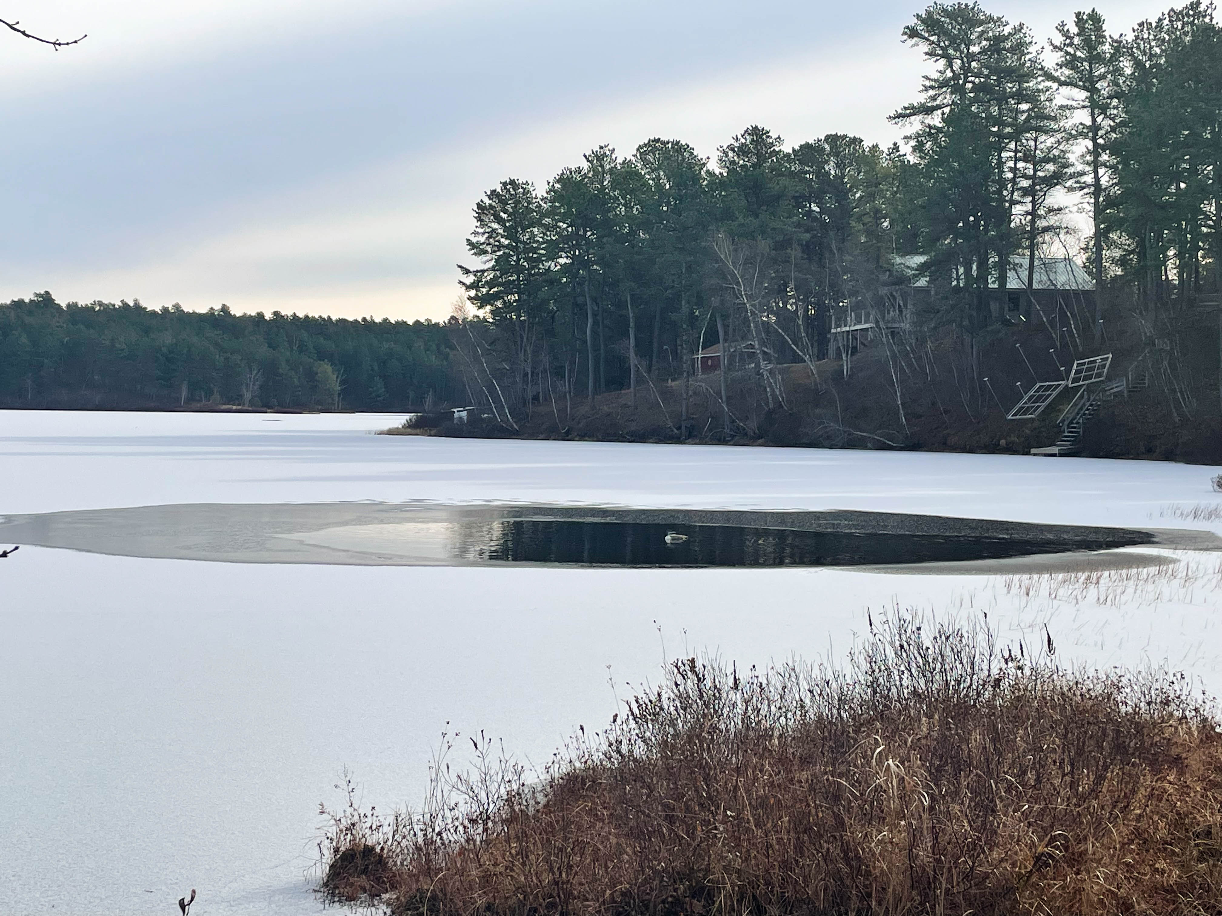 A loon swimming in a small area of open water surrounded by ice in a cove of a lake.
