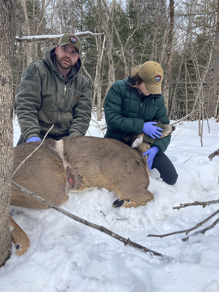 removing the fencing wire from the doe