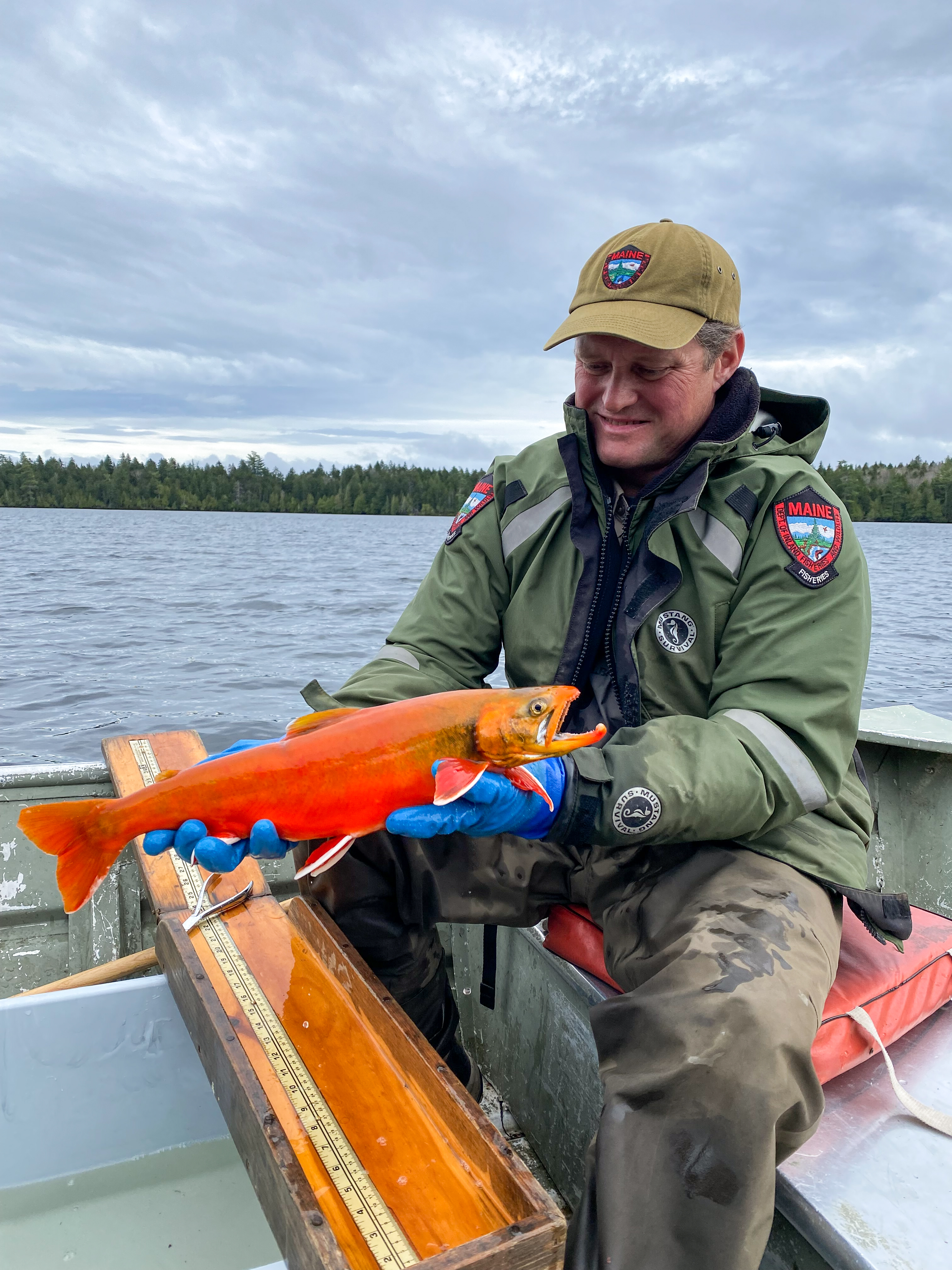 A Maine Department of Inland Fisheries and Wildlife biologists holds up a vibrant orange fish called an arctic charr.