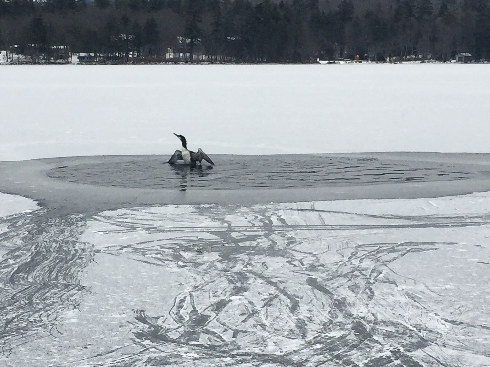 A loon flapping its wings and raising up from a small water opening surrounded by ice.