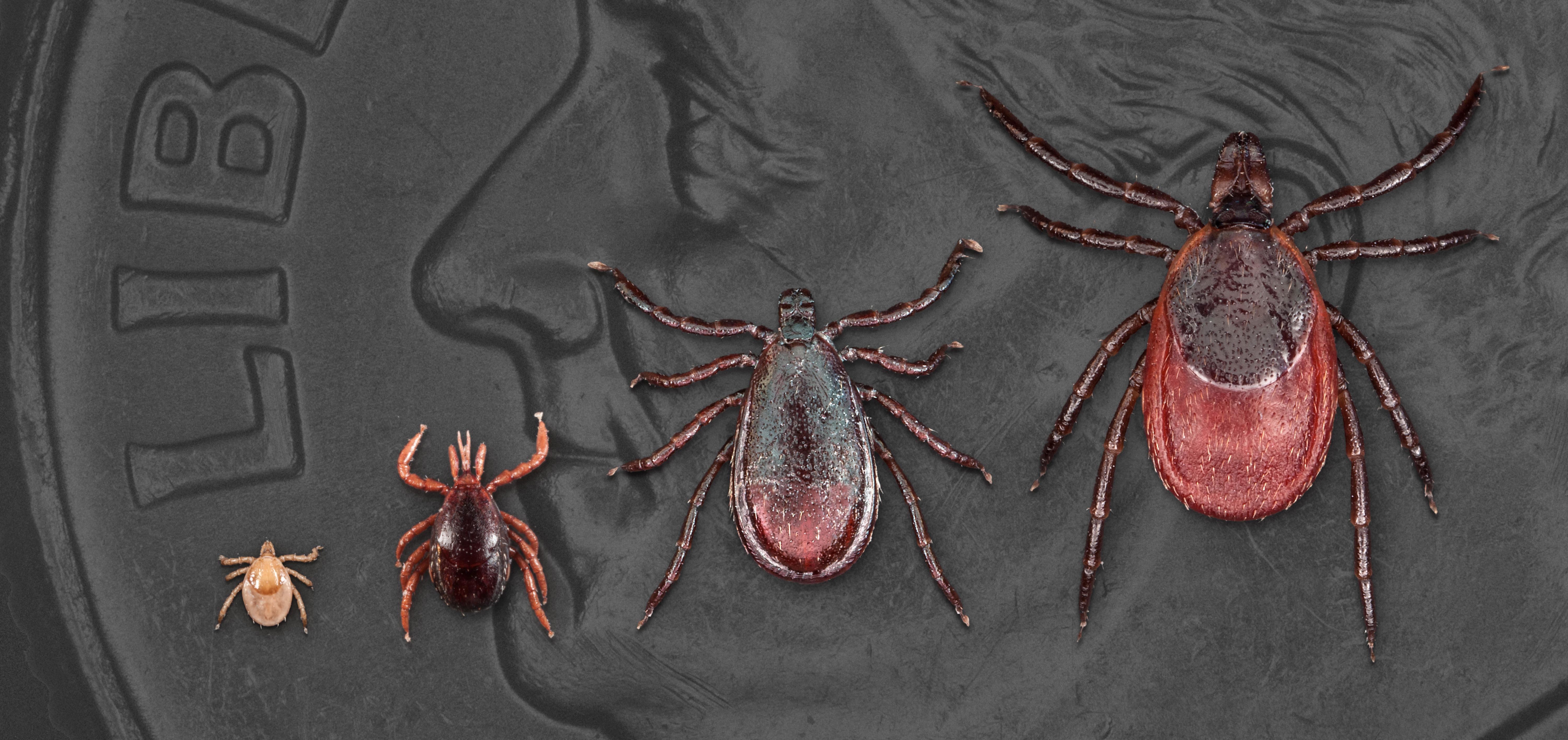 A deer tick in each stage of the life cycle displayed on a coin for scale.