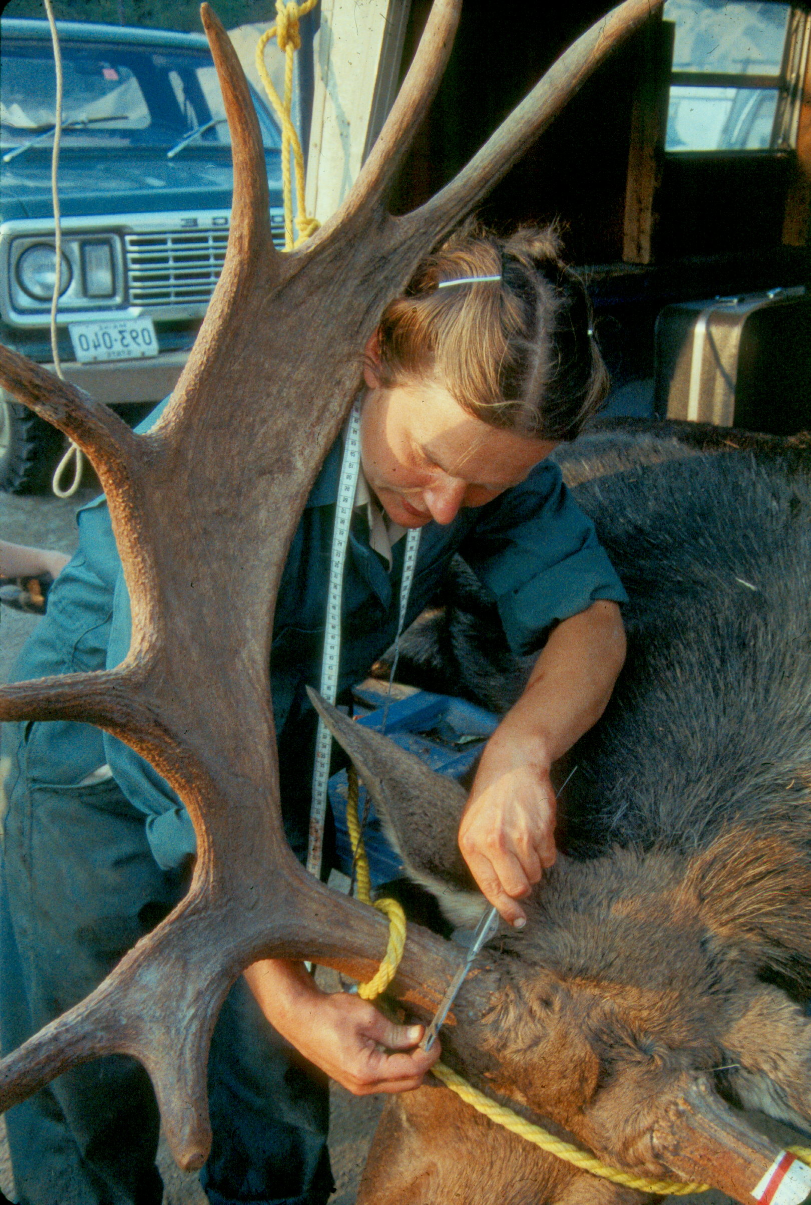 MDIFW's first female biologist measuring moose antlers