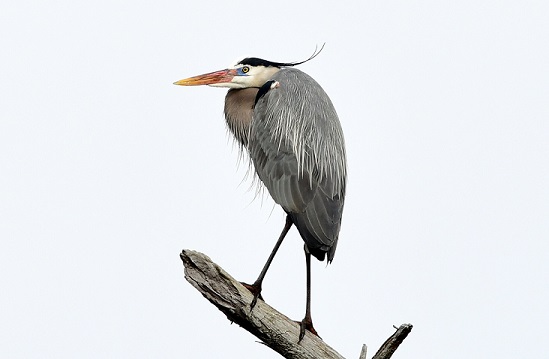 Great blue heron, showing off its breeding colors including the bright orange beak, blue lores (the area of unfeathered skin right in front of their eyes), and plumes on the head, neck, and back. Photo by Sherrie Tucker, New Harbor.