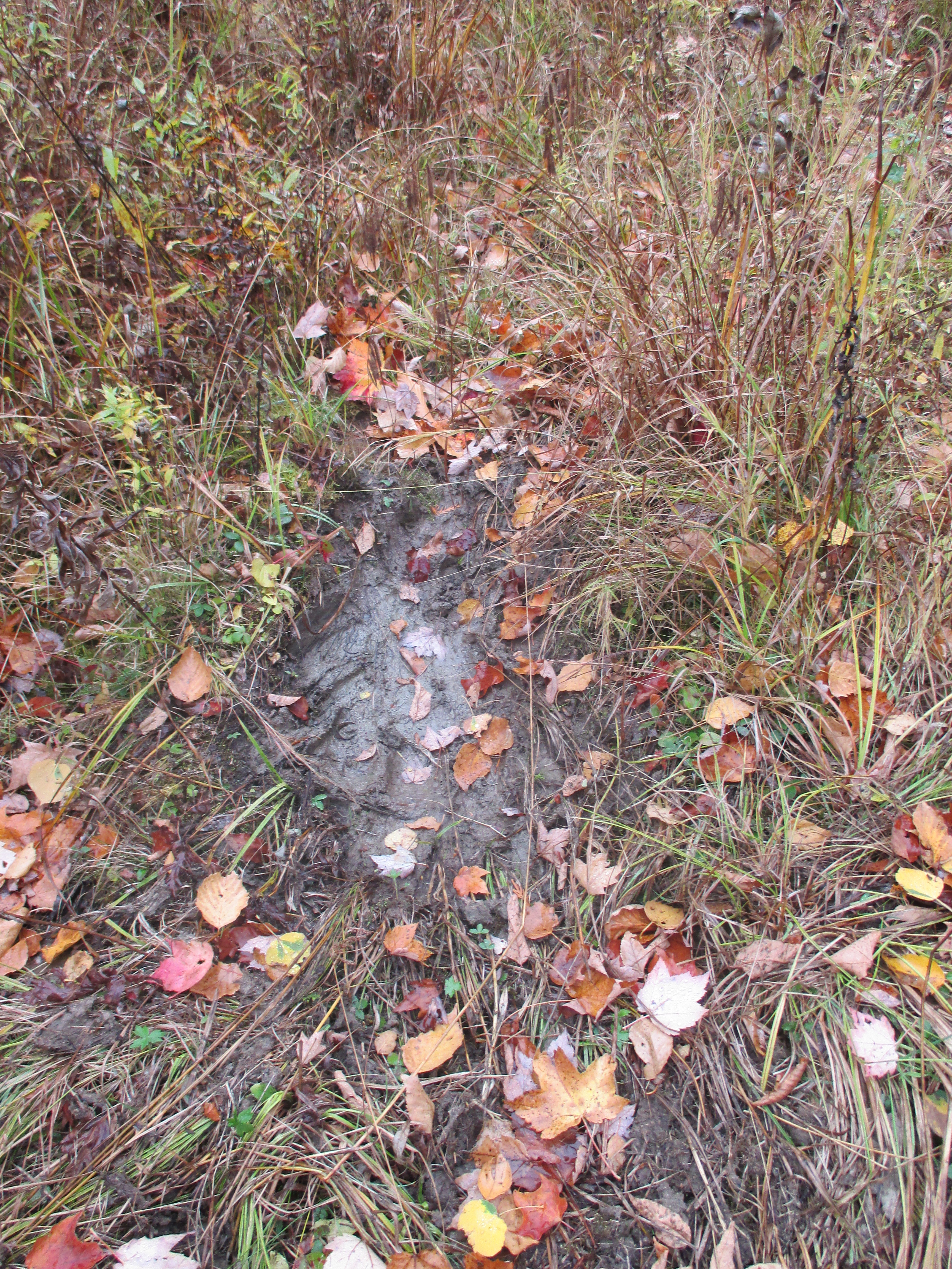 Moose wallow, area of exposed muddy ground with red leaves fallen on top and tall grass around