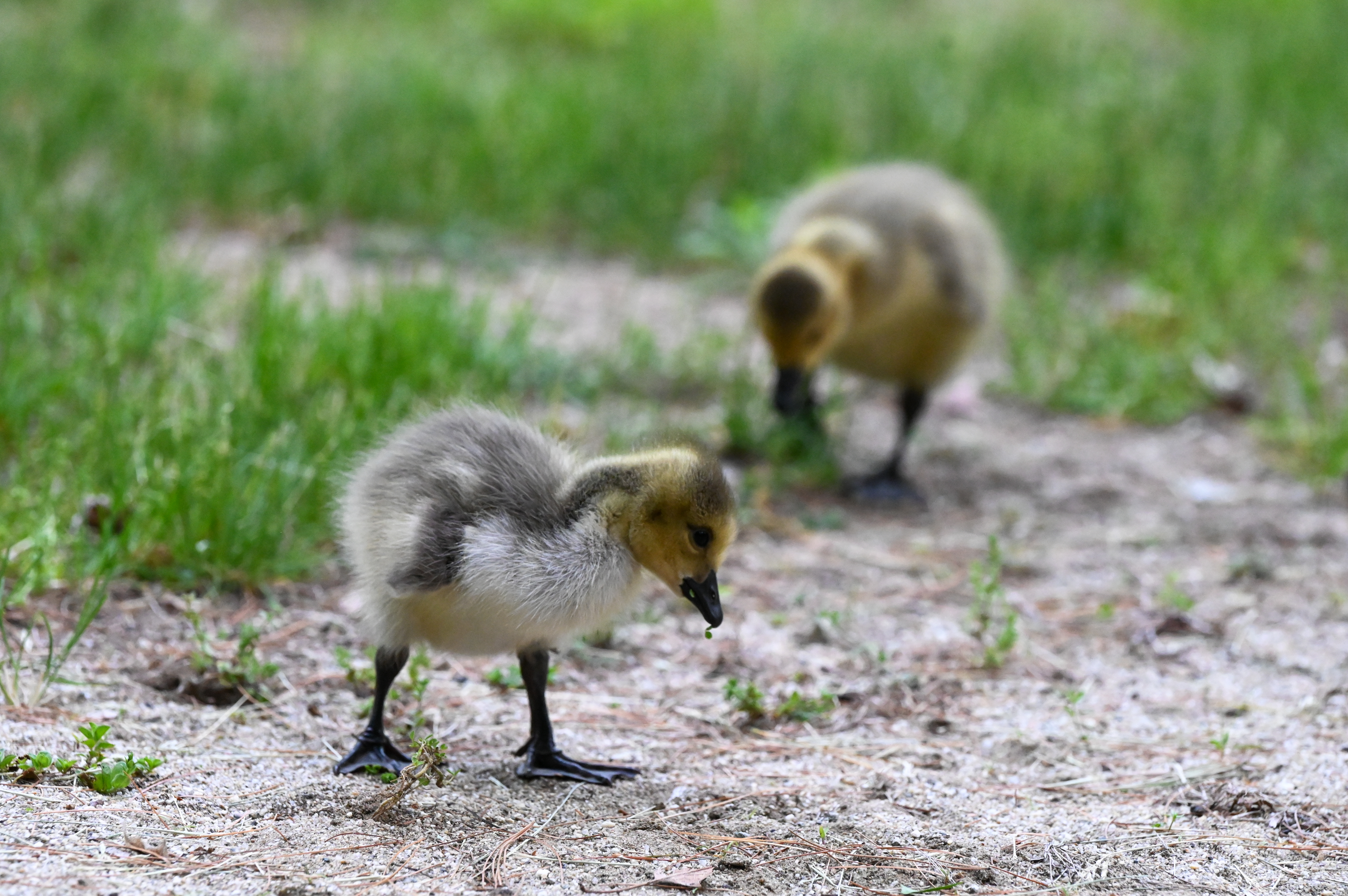 Canada goslings