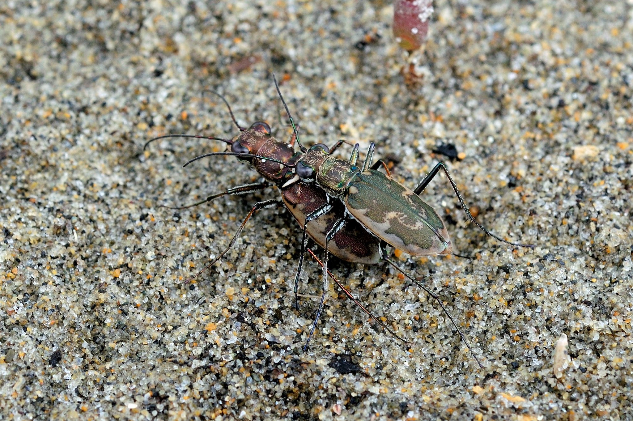 margined tiger beetle