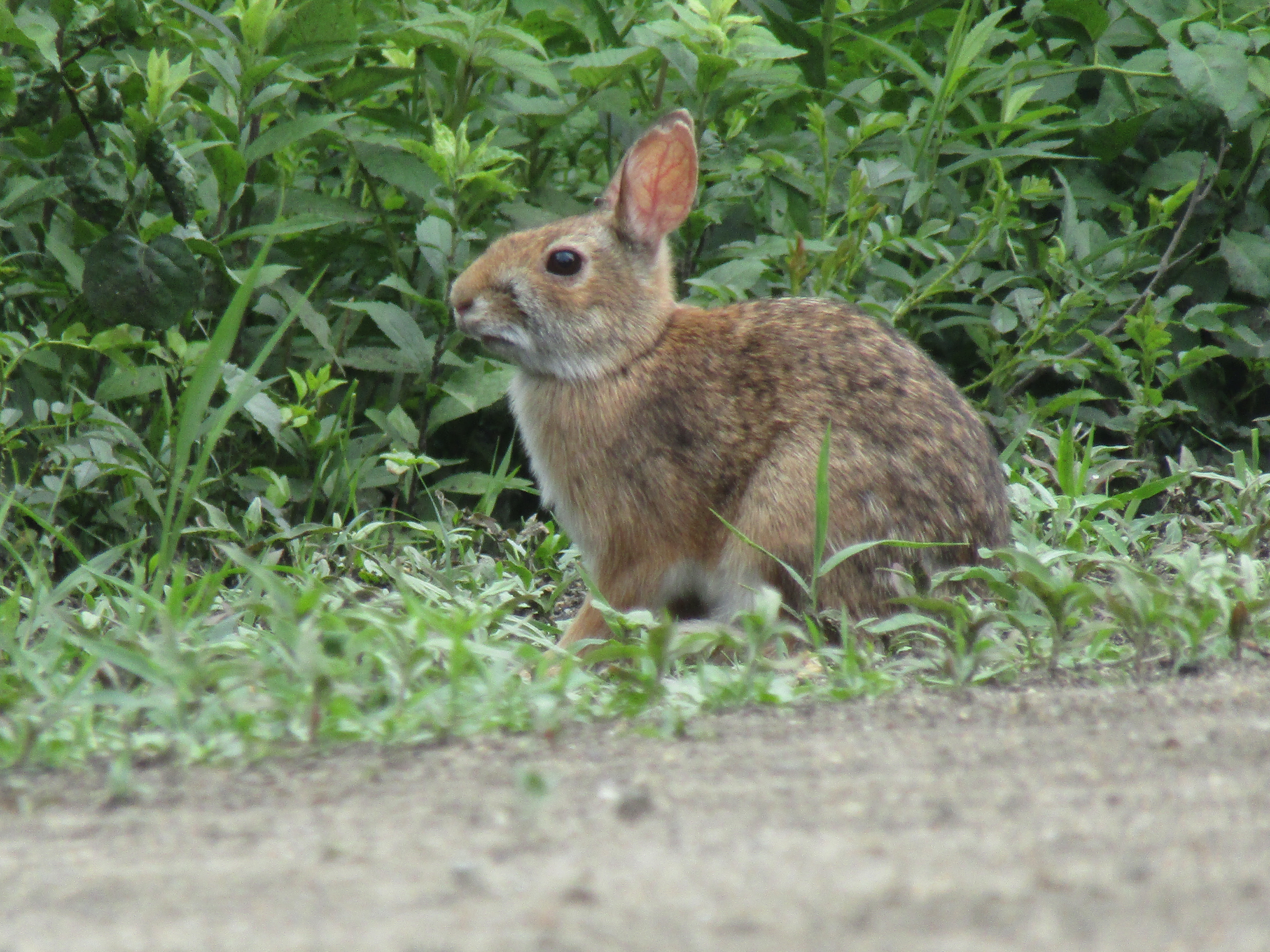 New England cottontail