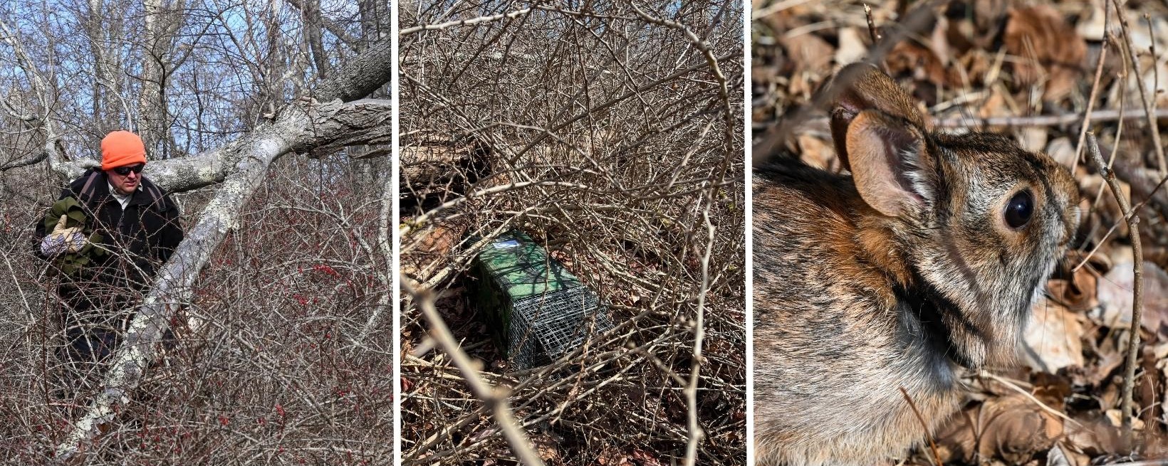 Working in New England cottontail habitat