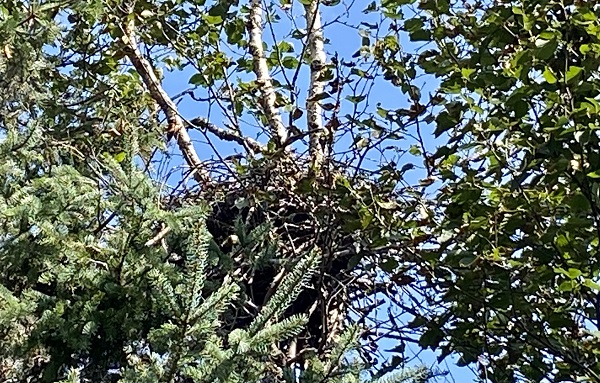 Large stick nest in birch tree.