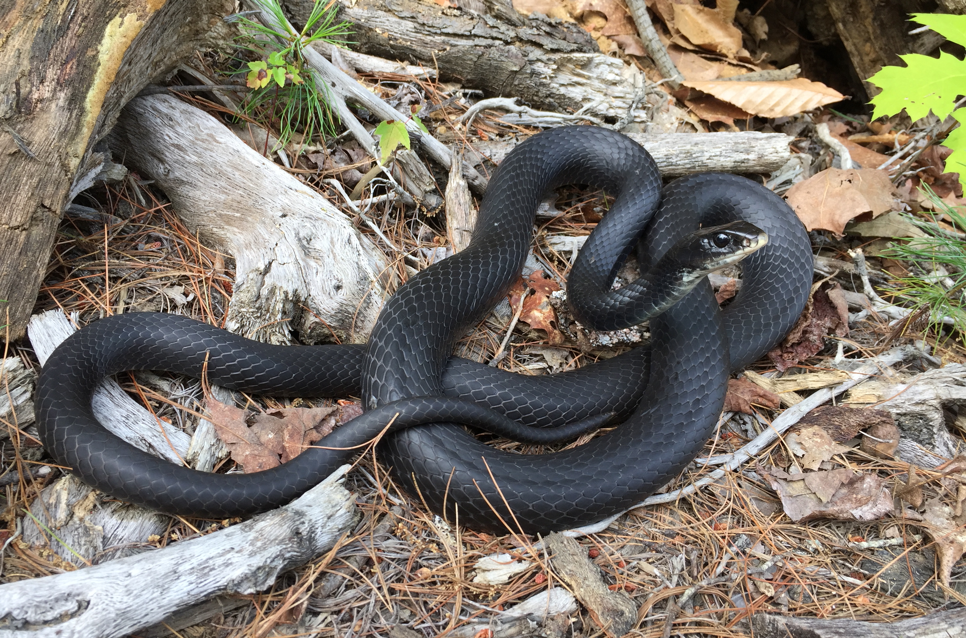 North American racer