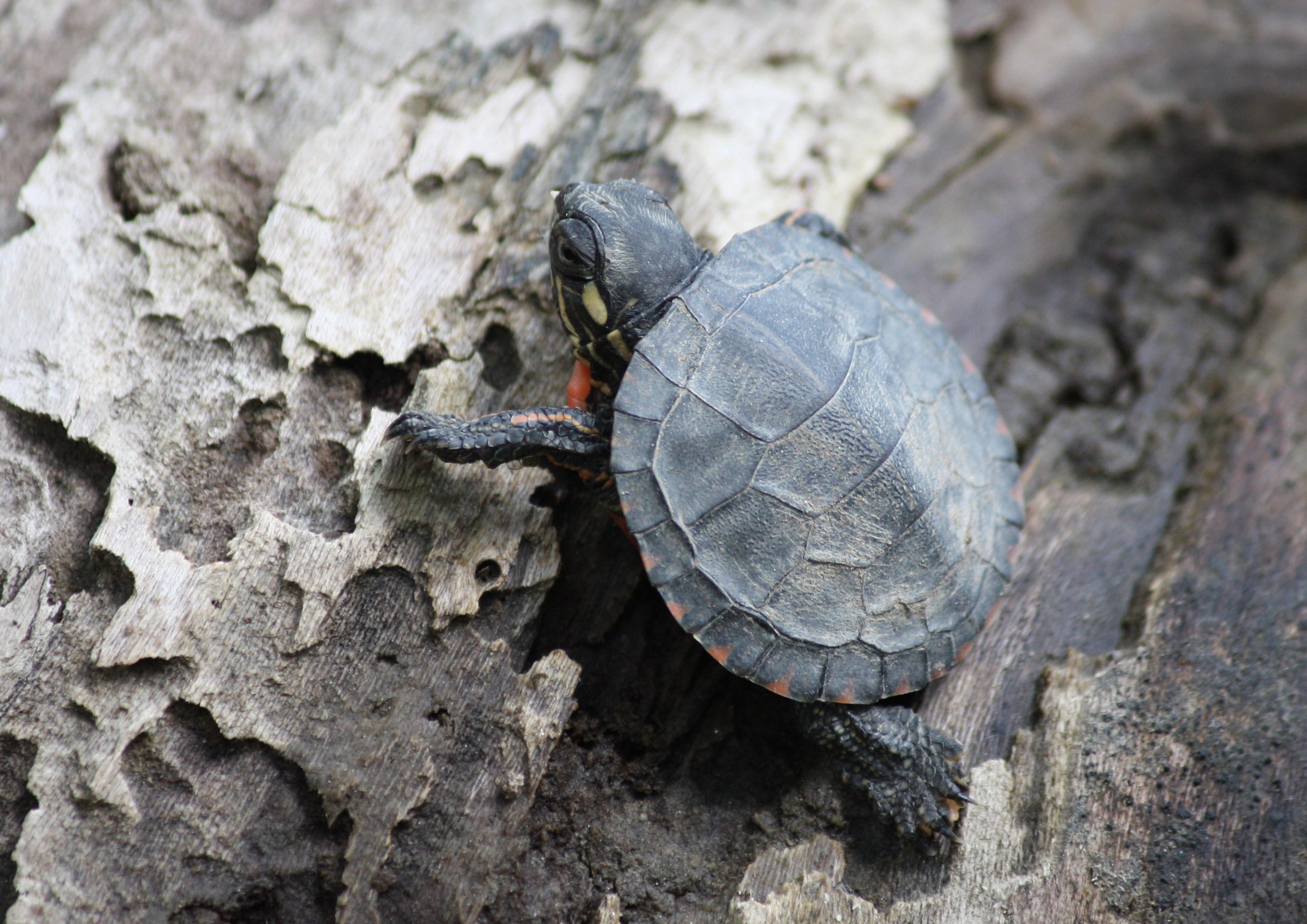 painted turtle