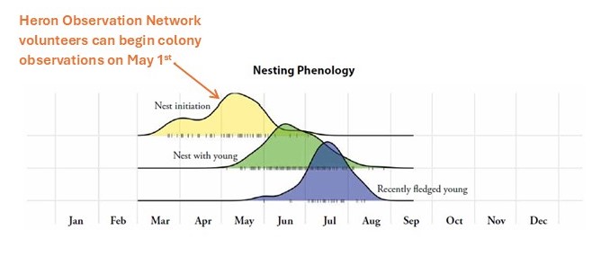 Great Blue Heron Nesting Phenology chart from Atlas 2, showing the timing of nest initiation, nest with young, and recently fledged young based on Atlas 2 records.