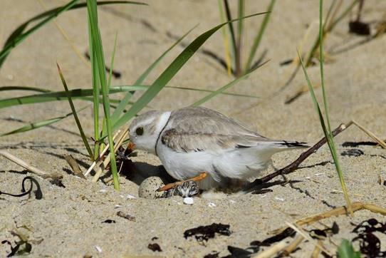 piping plover