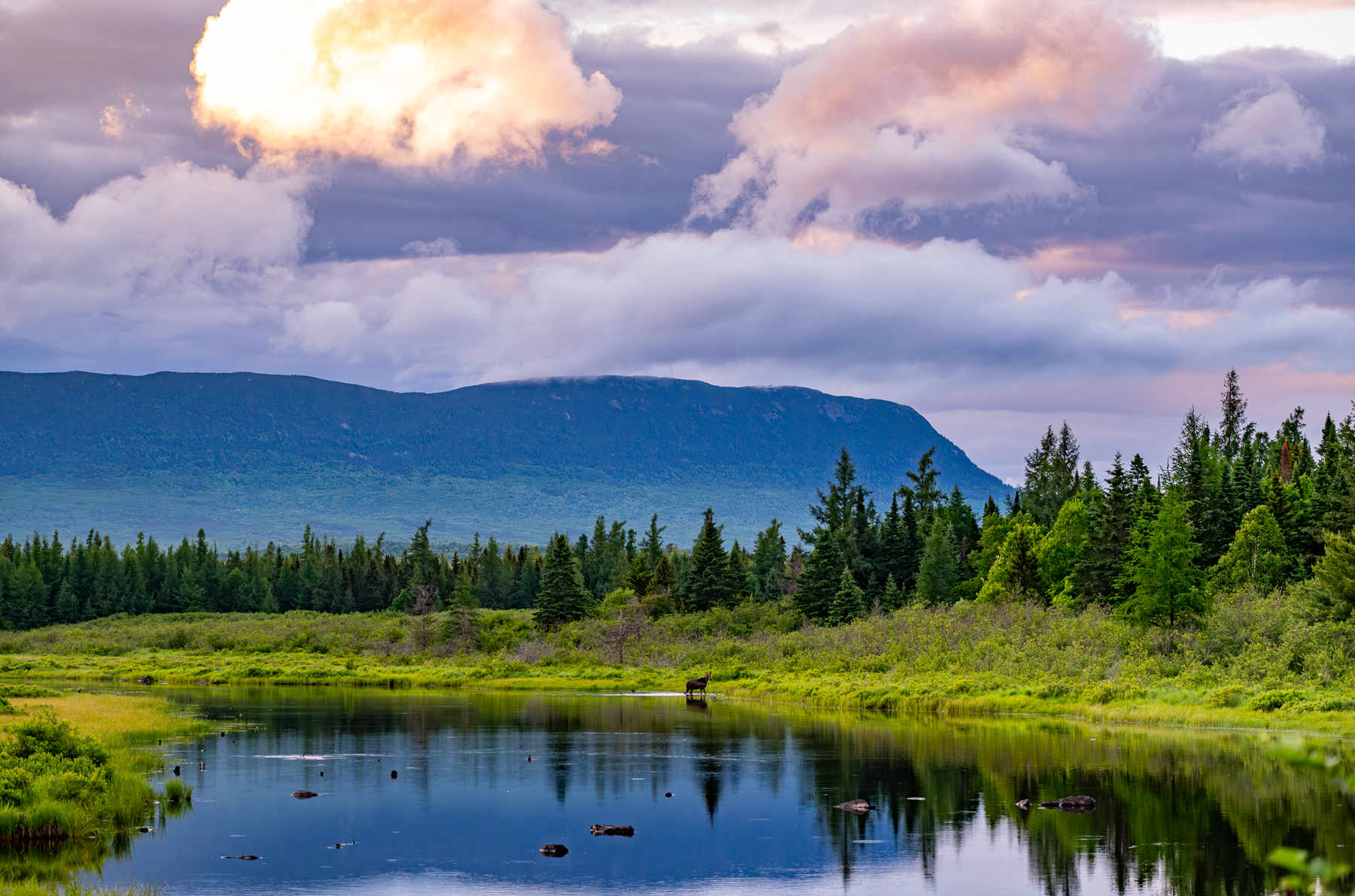 Moose on a river's edge with mountain in background
