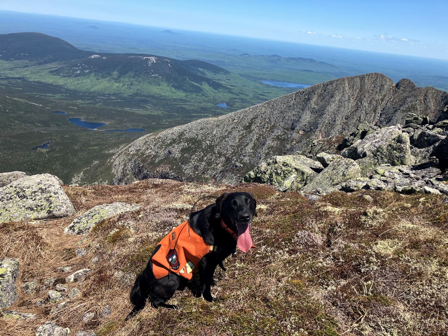 Maine Warden Service K9 at the top of Mount Katahdin