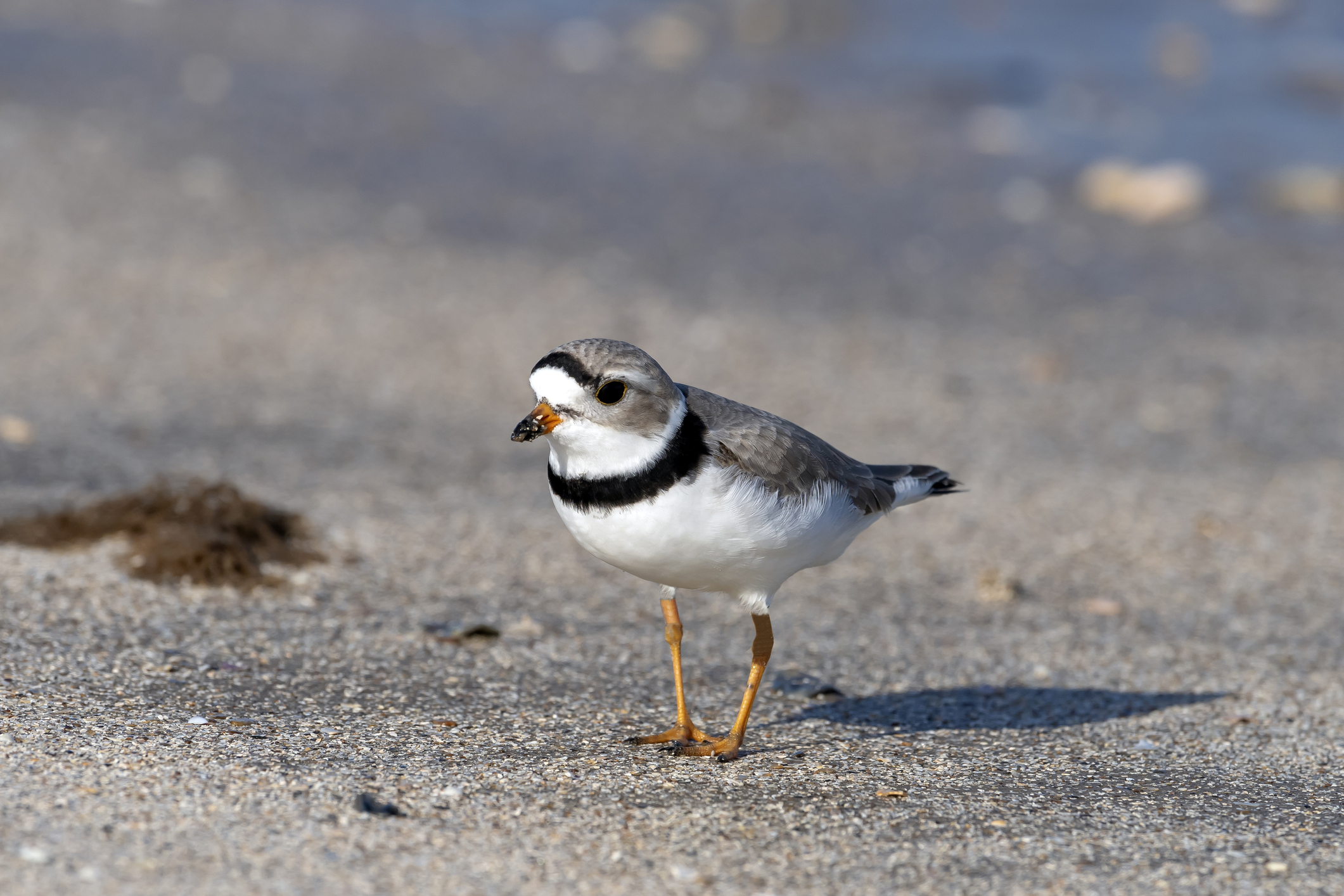 A piping plover on a beach
