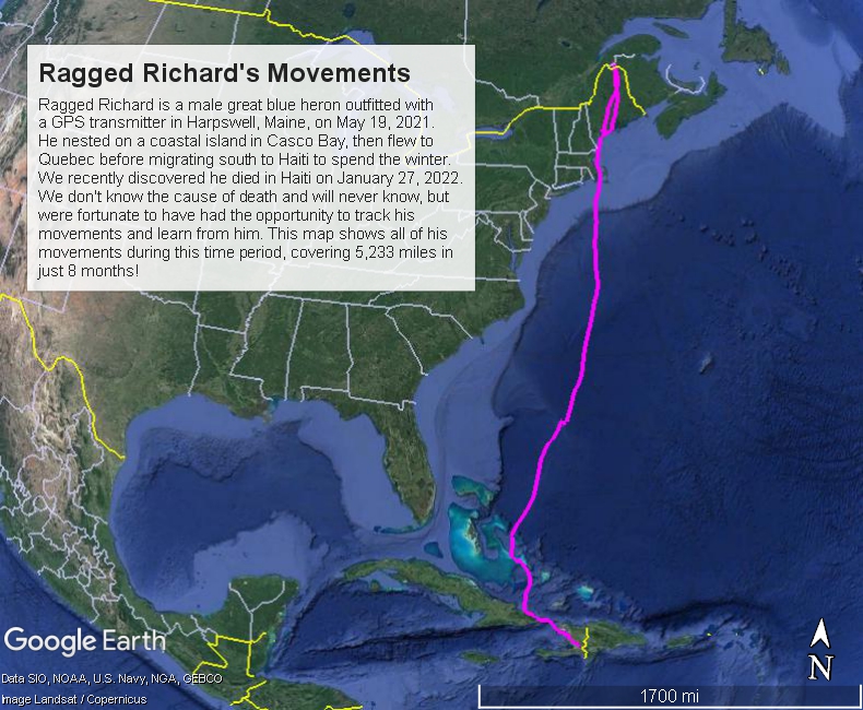 Map showing movements of Ragged Richard, a GPS-tagged great blue heron.