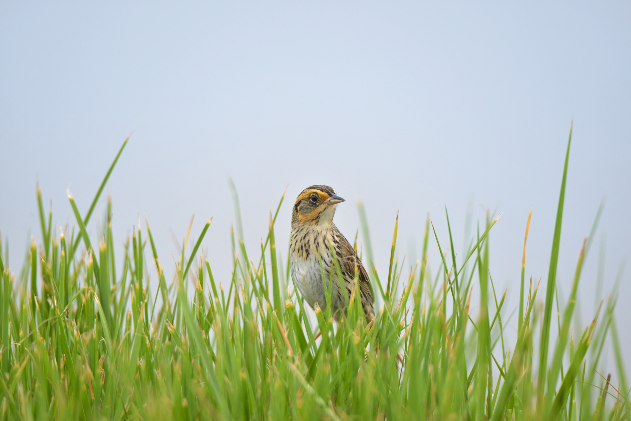 saltmarsh sparrow