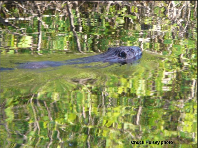 beaver