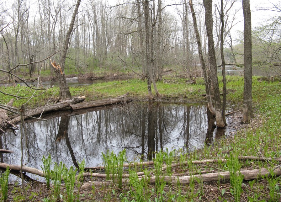 vernal pool