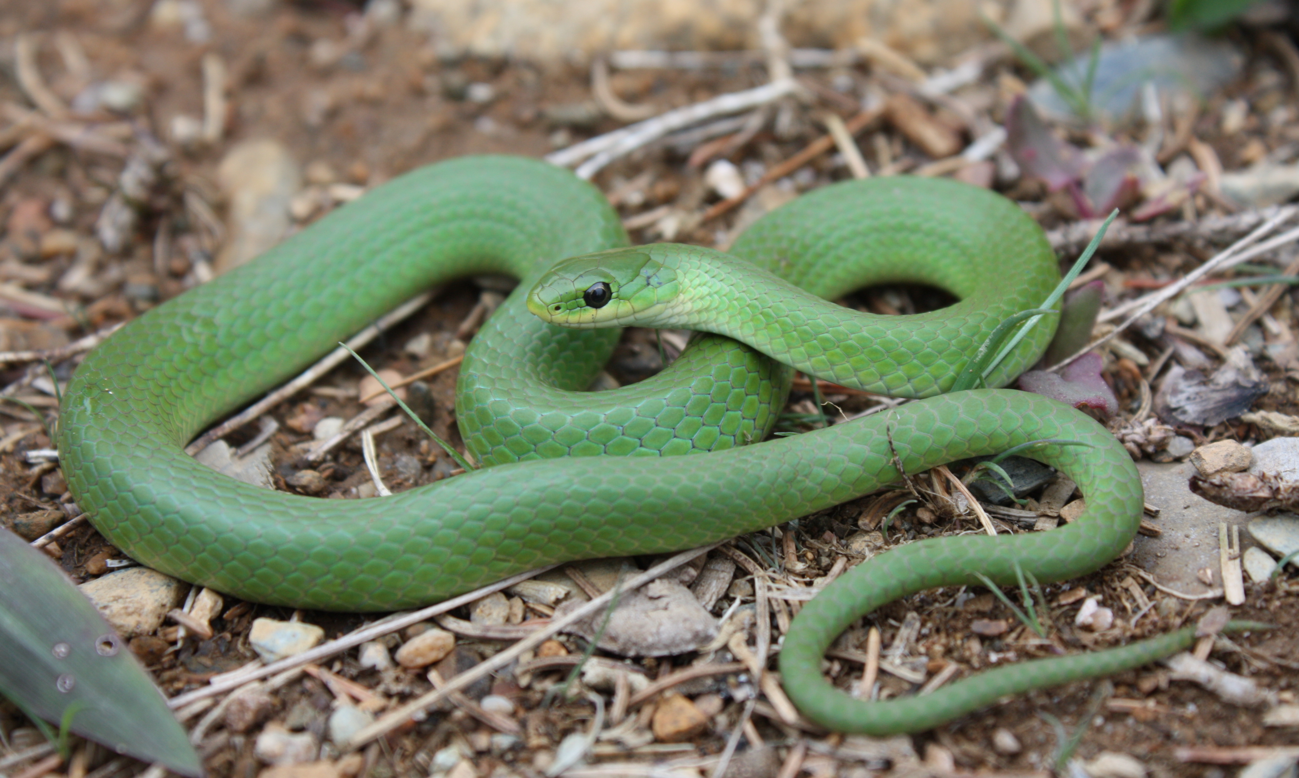 smooth greensnake