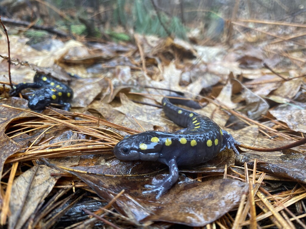 spotted salamader