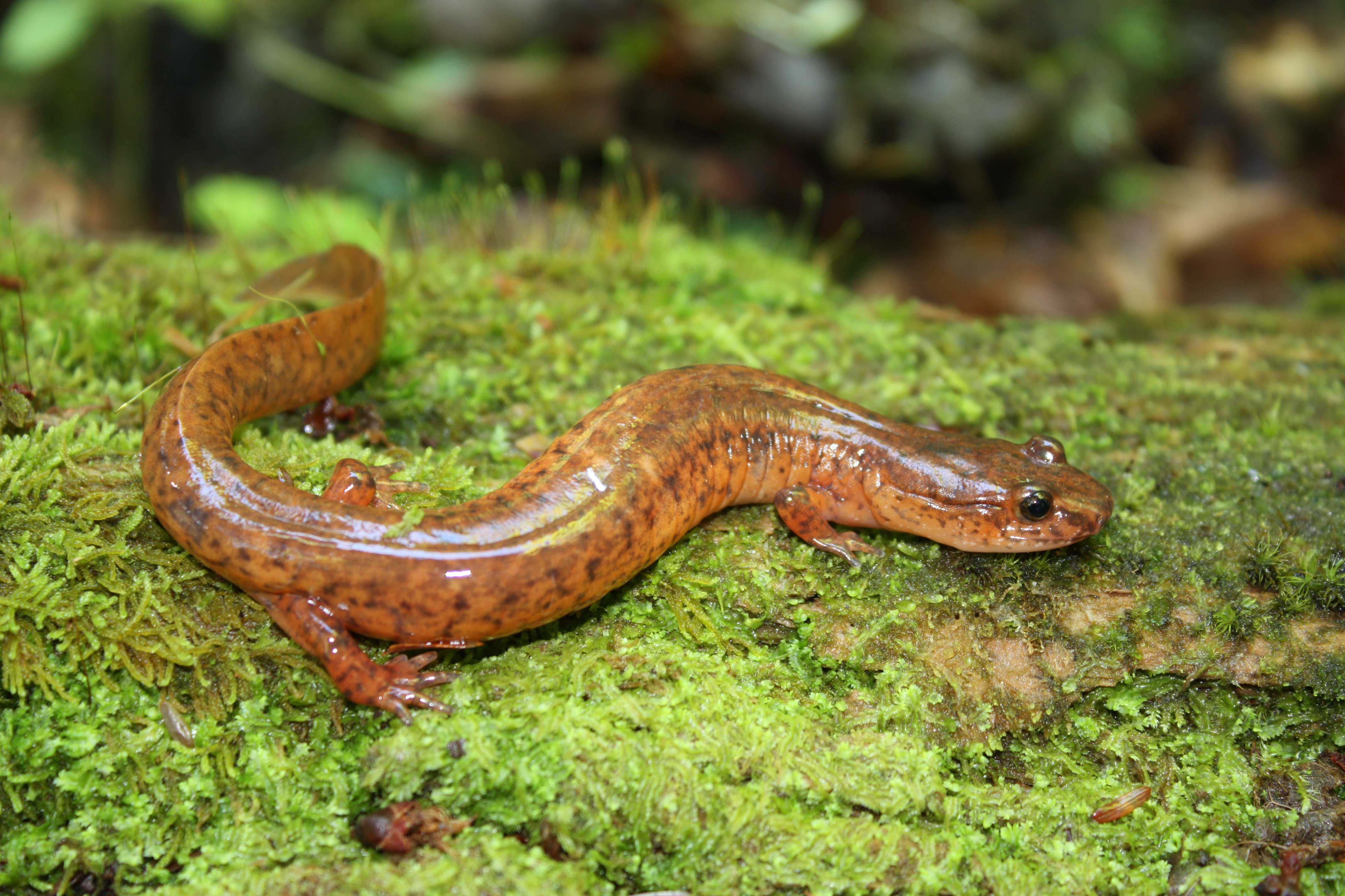 spring salamander