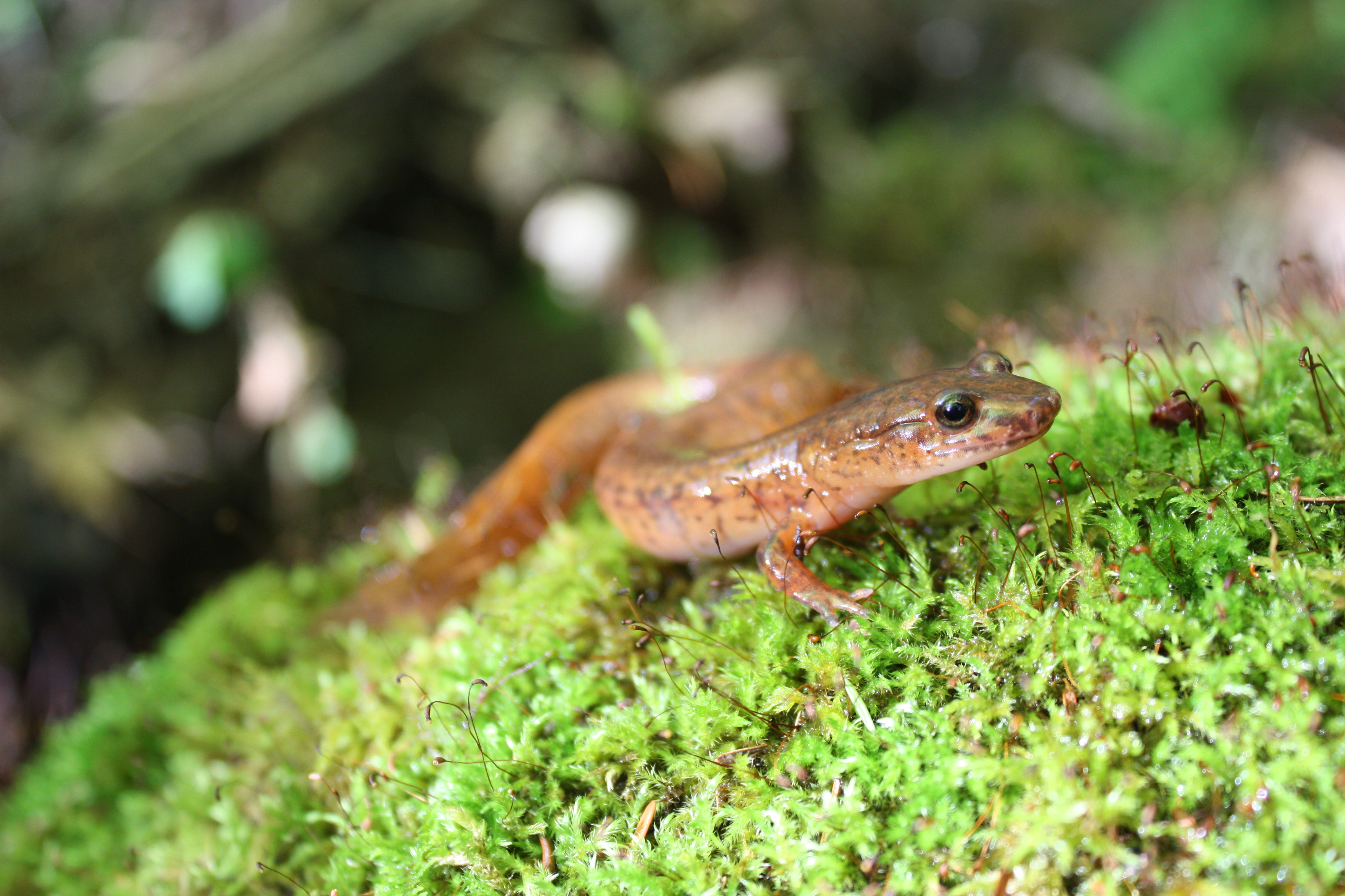 spring salamander