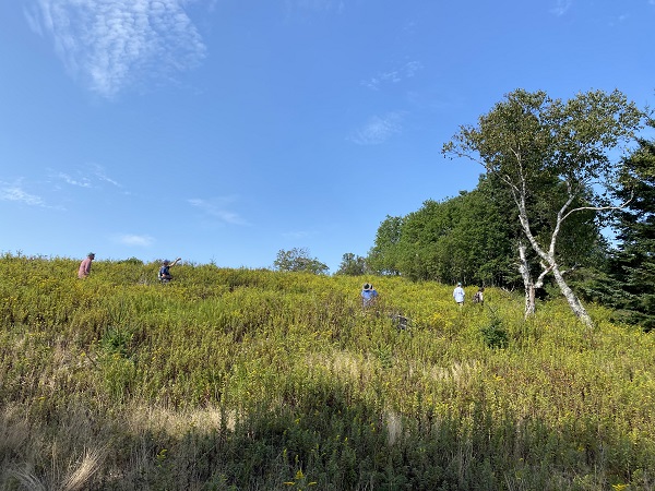People standing in filed with goldenrod looking towards trees.
