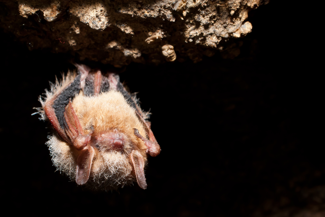 tri-colored bat