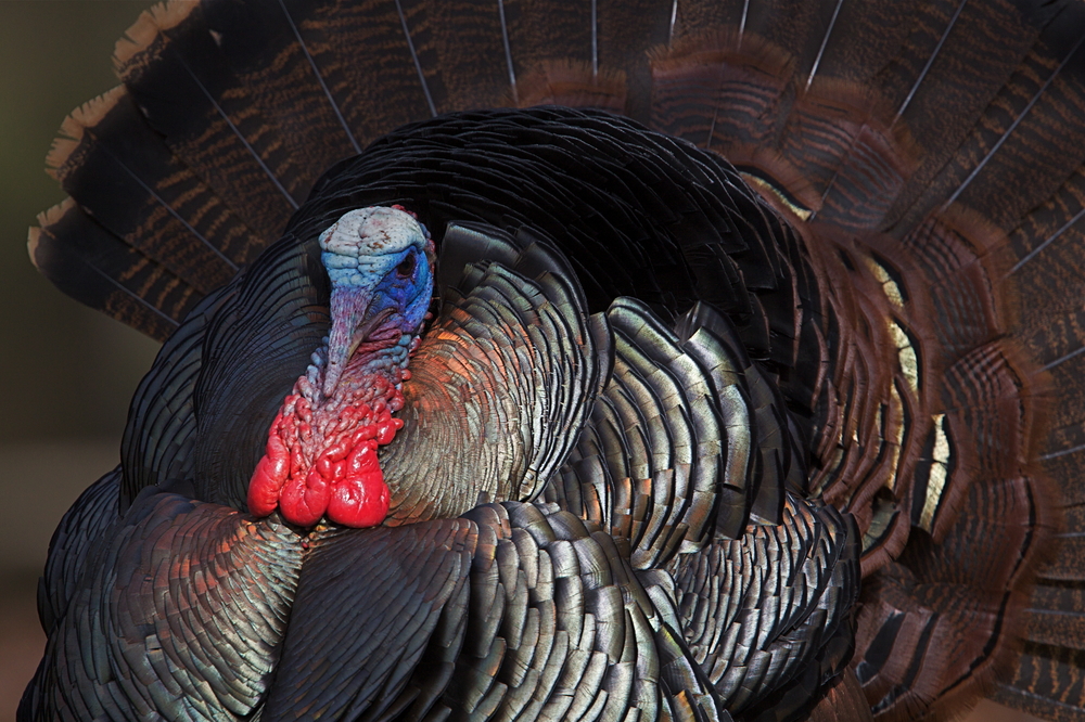 A portrait of a wild turkey with dark glossy feathers, and bold red and blue color on the featherless head and neck.