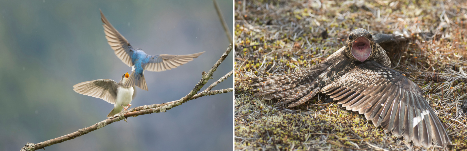 juvenile tree swallow begging from adult and common nighthawk with a wide open mouth