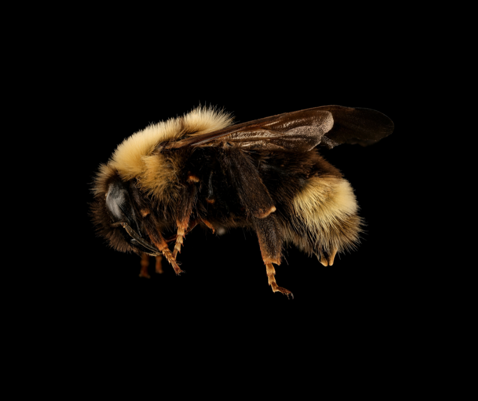 Ashton's cuckoo bumble bee