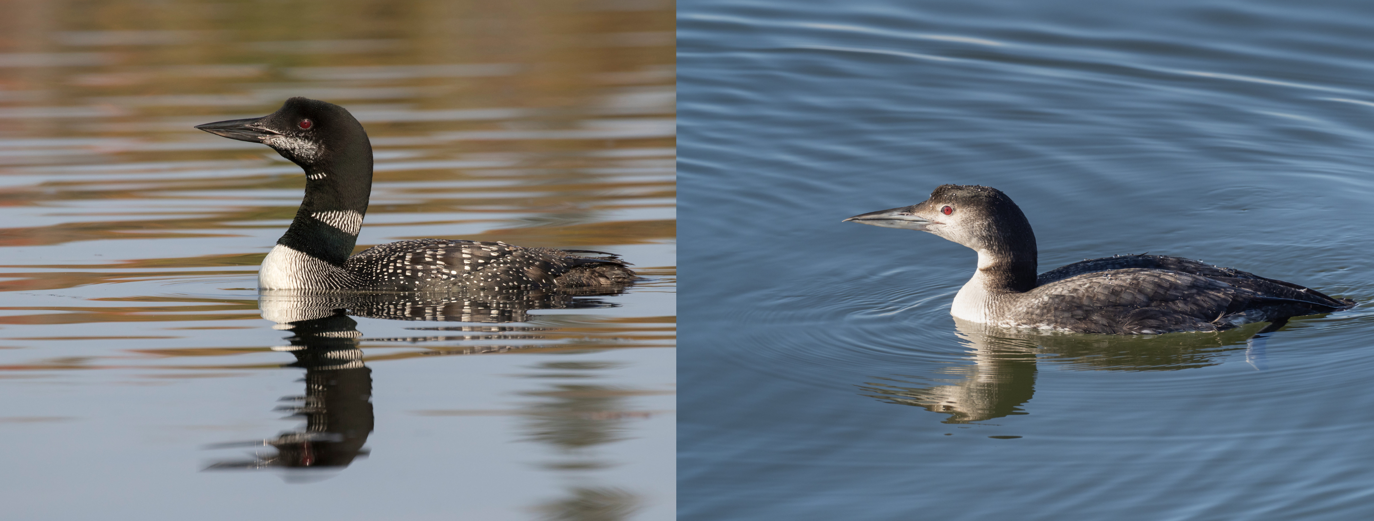 One loon just beginning to molt and a second loon in full winter plumage.
