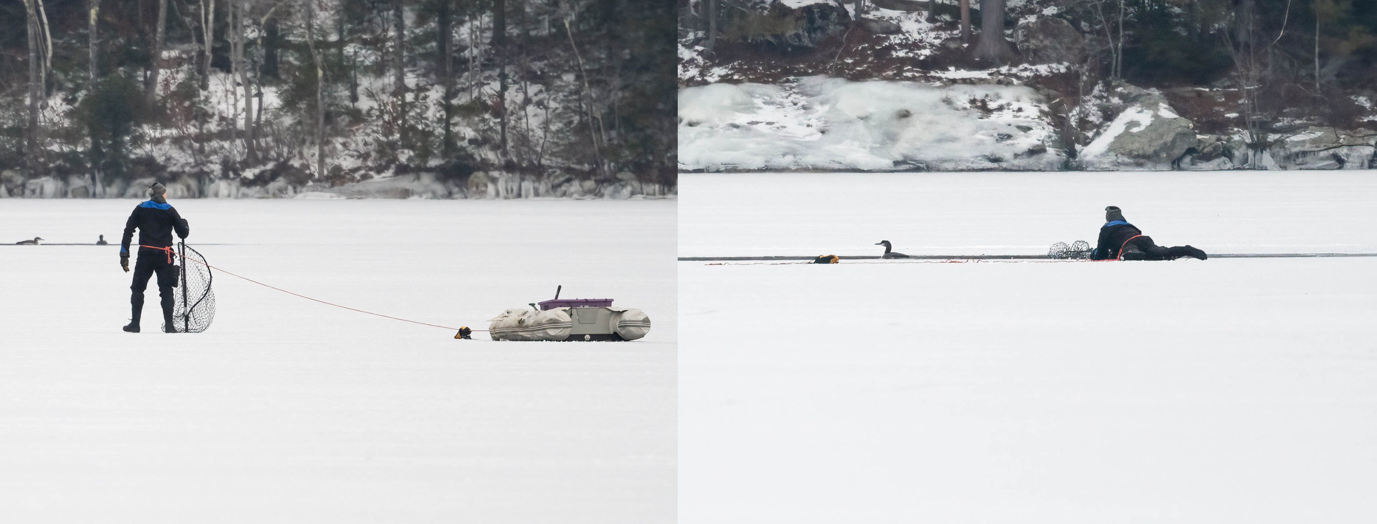 A rescuer carefully approaching an iced-in loon with a net while tethered to an inflatable raft.
