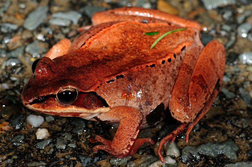 wood frog