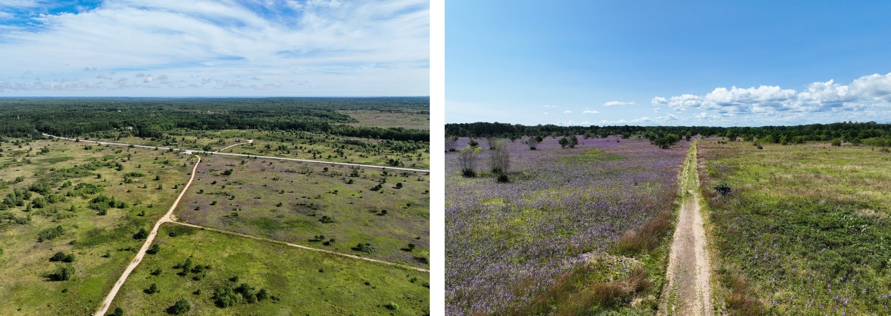 Aerial views of Kennebunk Plains Wildlife Management Area showing the distinct unit of of purple blooms following a burn.