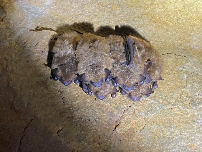 bats hanging in hibernacula