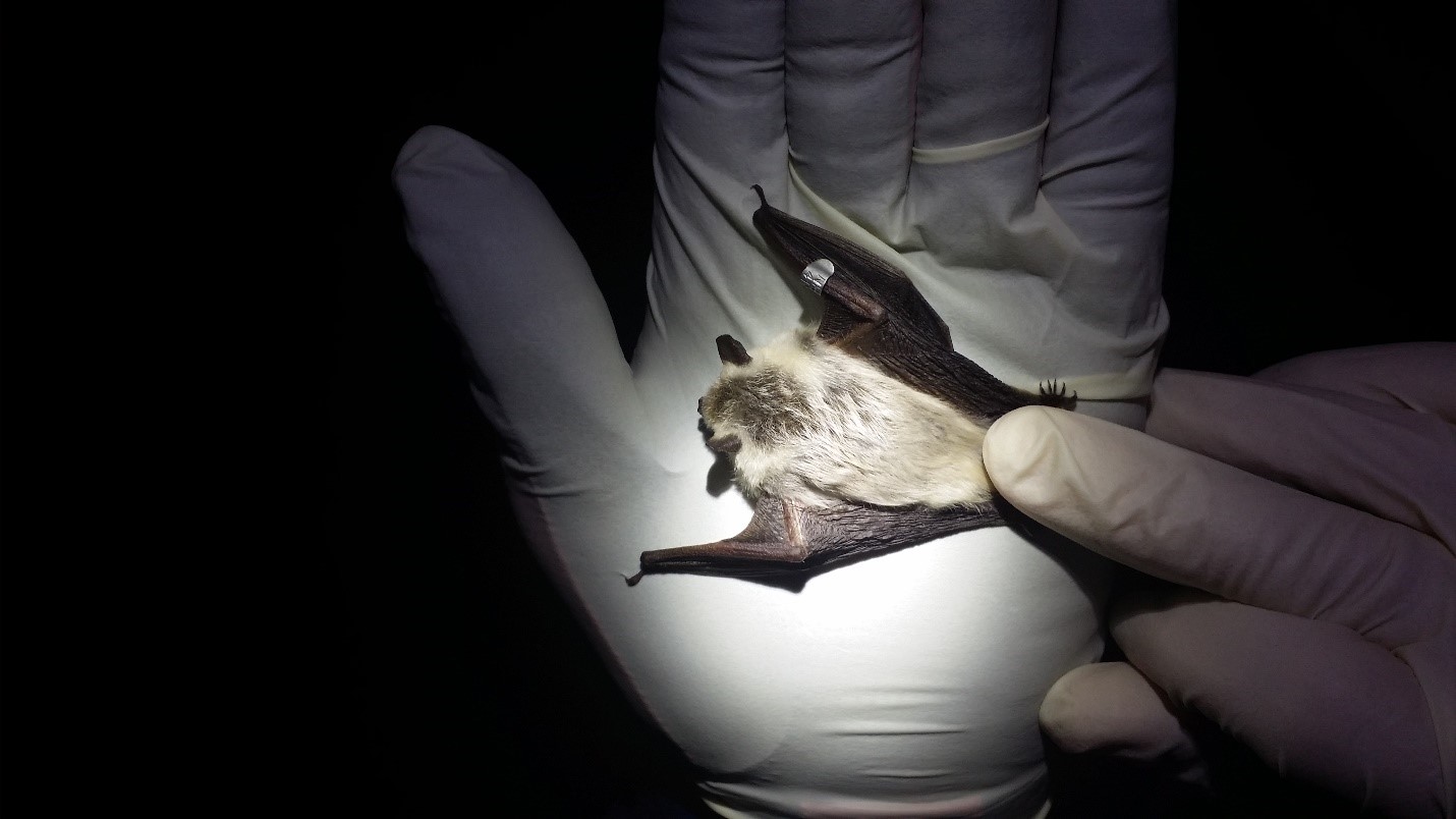 bat in gloved hand