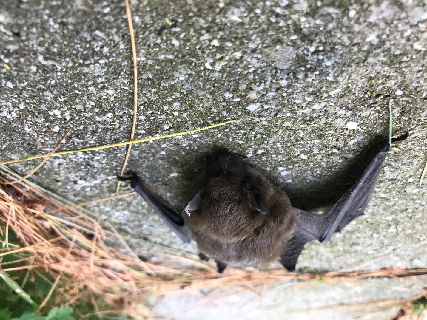 bat on ground