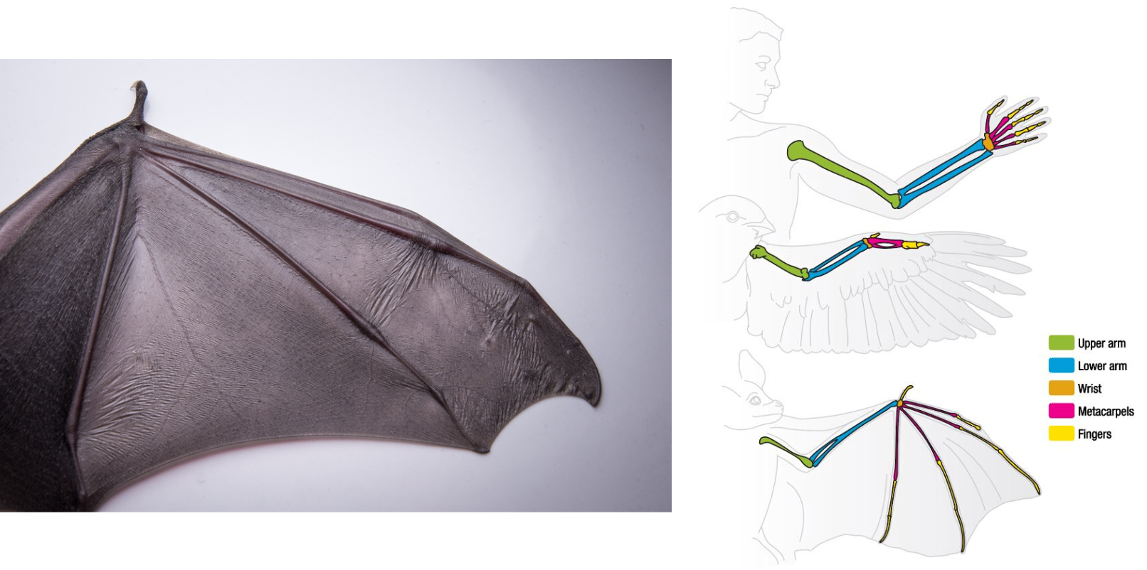 anatomy of a bat wing