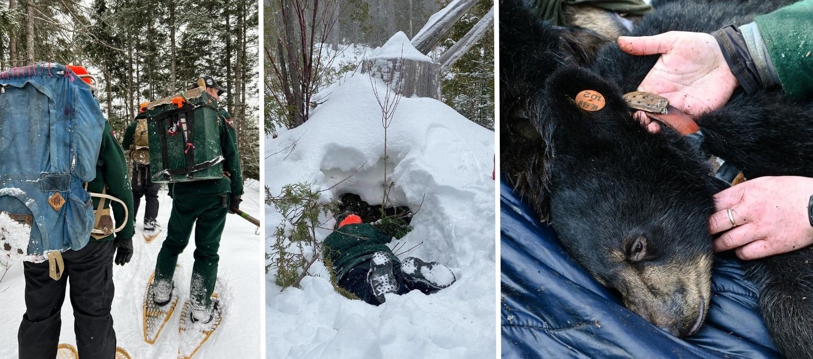 Checking black bear dens for cubs