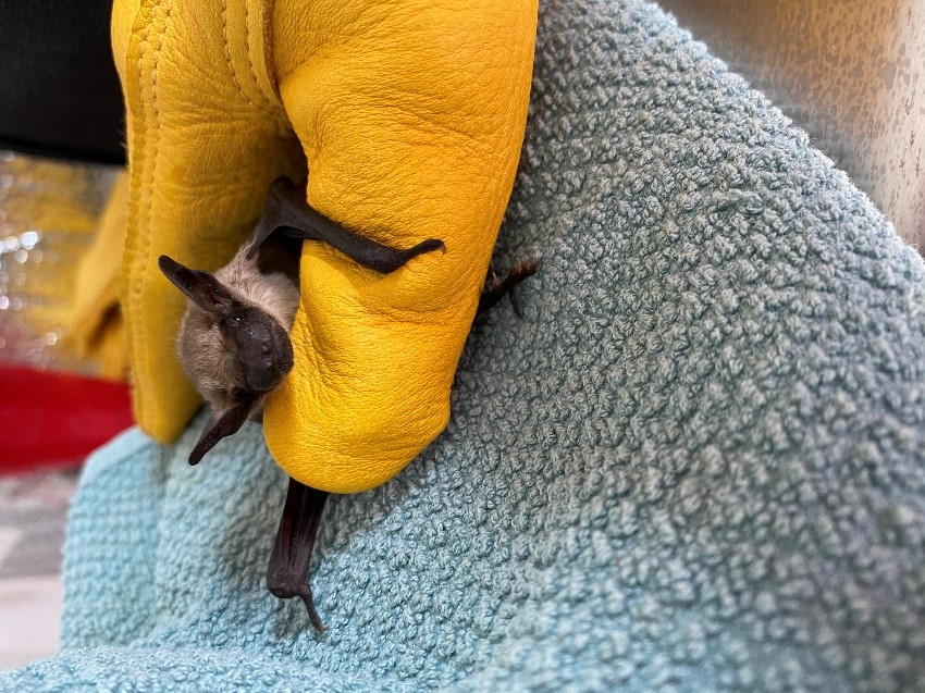 big brown bat pup