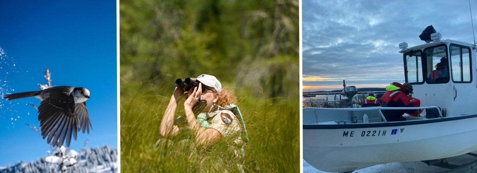 Maine Bird Atlas 