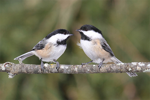 Chickadee